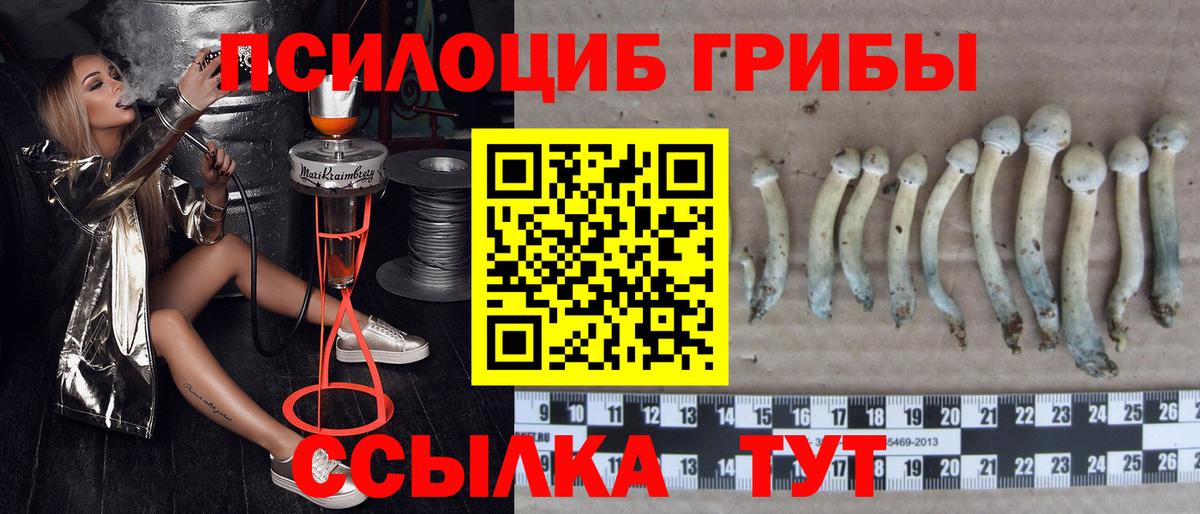 Псилоцибиновые грибы Cubensis Междуреченск